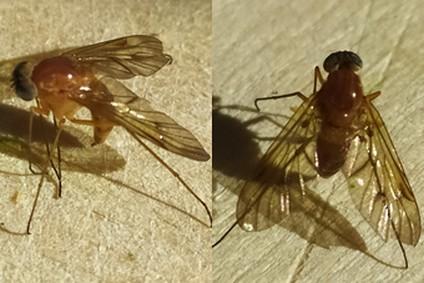 Chrysopilus laetus